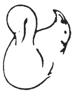 swansquirrel.gif (3325 bytes)